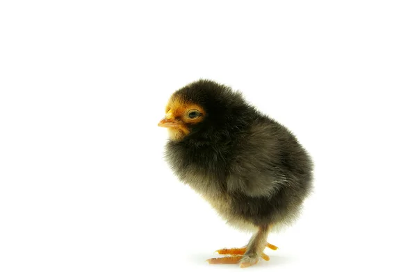 Lindo bebé pollo — Foto de Stock
