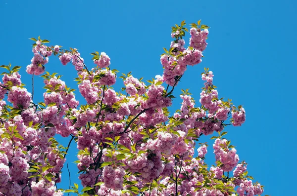 Flores de cereza — Foto de Stock