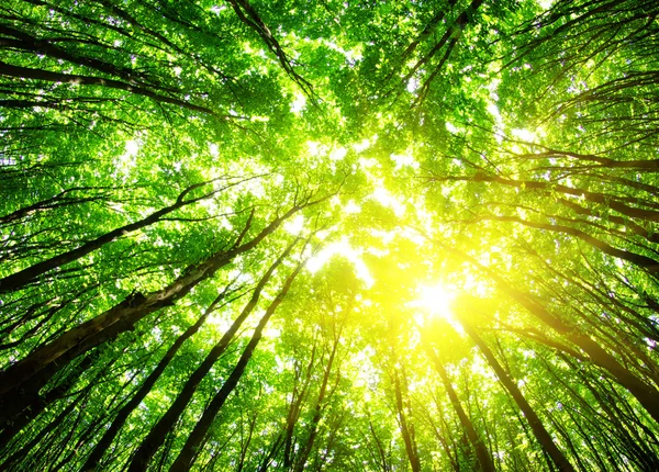 Зелений ліс фону — стокове фото