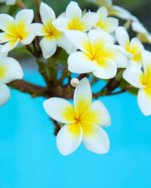 Plumeria bloemen — Stockfoto