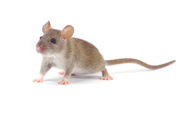 Kleine Ratte — Stockfoto