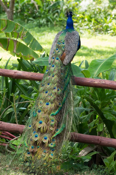 Peacock on fence — Stock Photo, Image