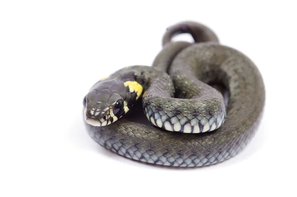 풀 뱀 — 스톡 사진