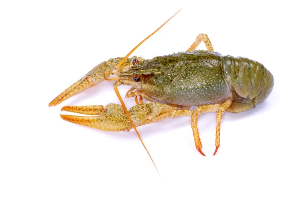 Raw crawfish — Stock Photo, Image