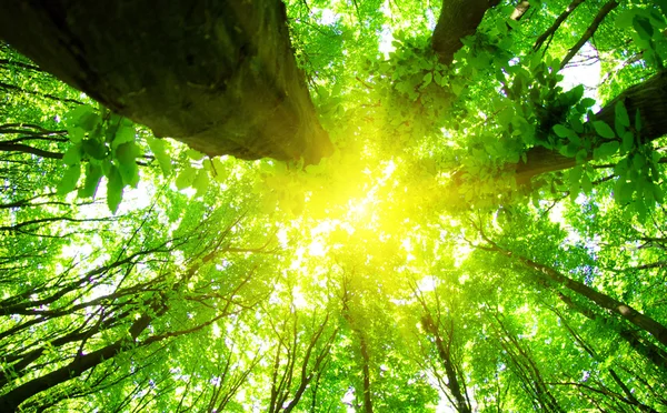 晴れた日に緑の森林背景 — ストック写真