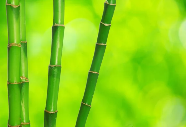 Green bamboo Royalty Free Stock Photos