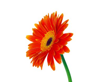 gerbera çiçek