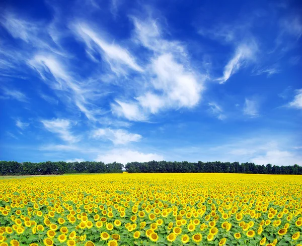 Sunflower field — Stock Photo, Image