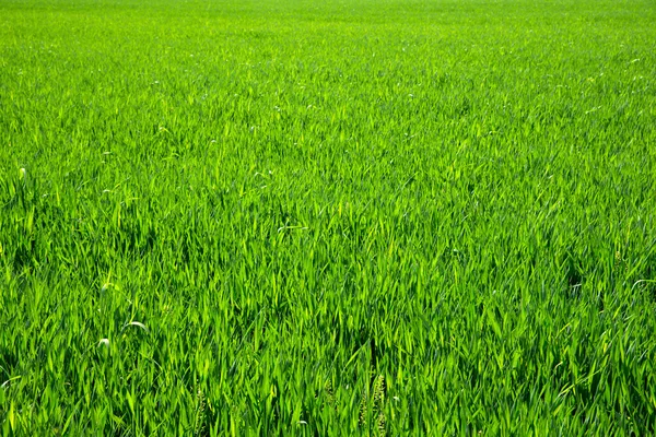 Grama verde — Fotografia de Stock