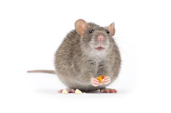 Ratto grigio — Foto Stock