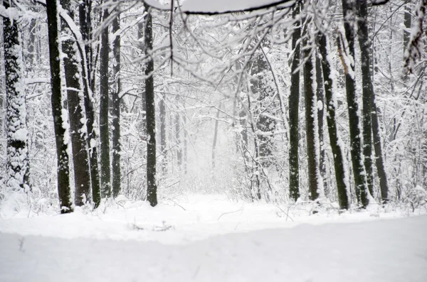 Winterbos — Stockfoto