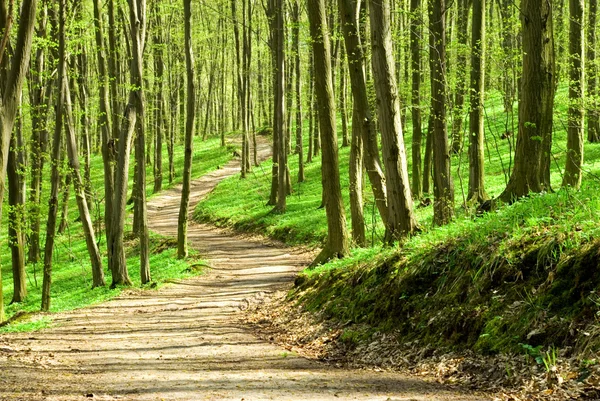 Groen bos — Stockfoto