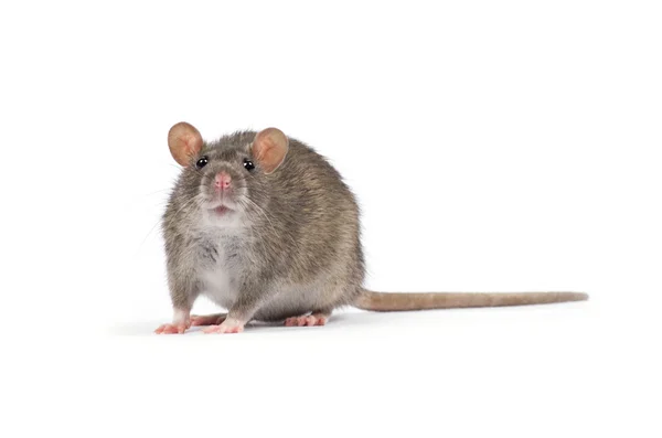 Grijze rat — Stockfoto