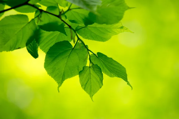 Fundo verde natural — Fotografia de Stock