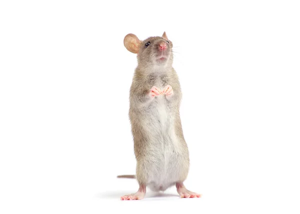 회색 쥐 — 스톡 사진