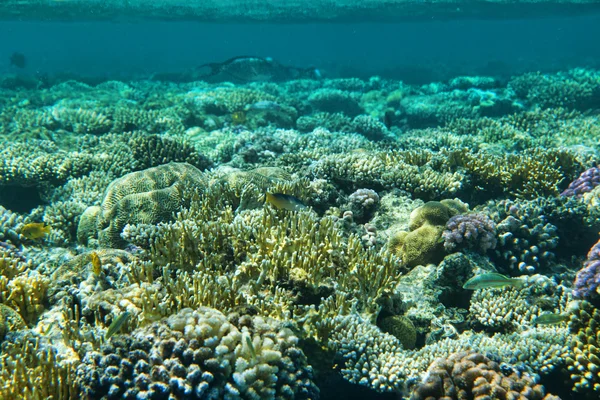 Peces de coral —  Fotos de Stock