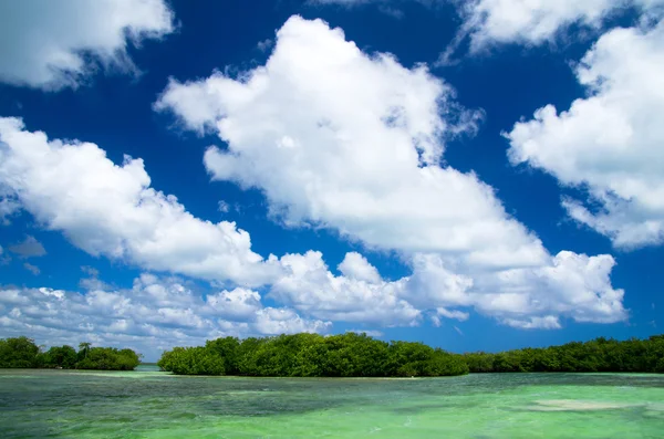 Mangrovenbäume — Stockfoto