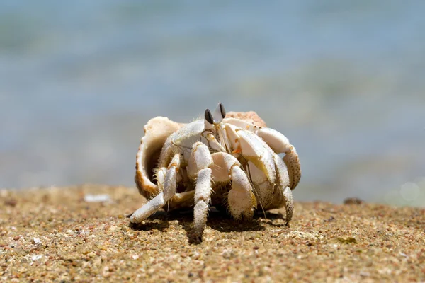 Hermit  Crab — Stock Photo, Image