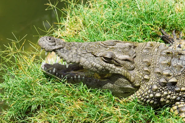 Аллигатор на траве — стоковое фото