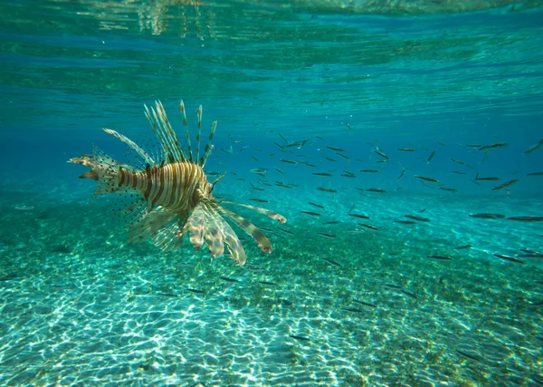 Lion fish — Stock Photo, Image