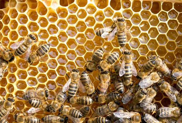 Arılar honeycells üzerinde — Stok fotoğraf