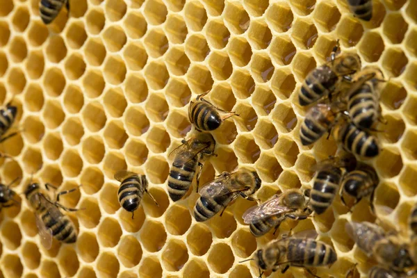 Пчелы на медовых клетках — стоковое фото