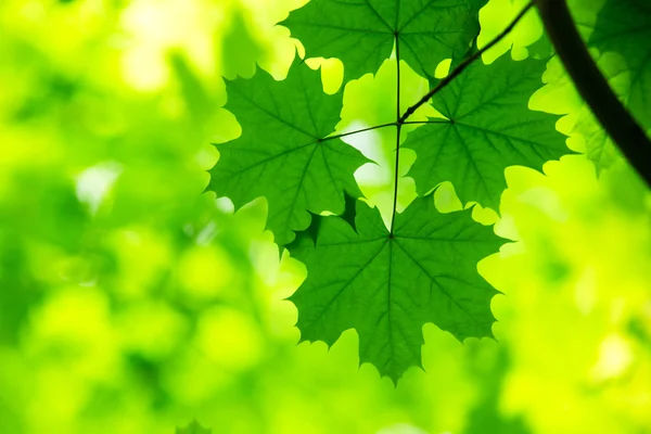 Green leaves — Stock Photo, Image