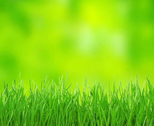 Groen gras — Stockfoto