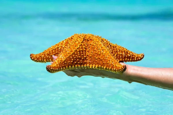 Starfish in hand — Stock Photo, Image