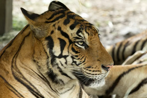 Tigre Testa — Foto Stock