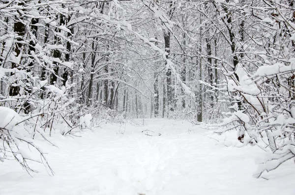 Hermoso Bosque Invierno Camino — Foto de Stock