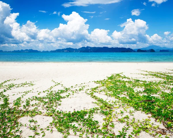 Pantai tropis — Stok Foto