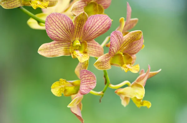 Orchideenblüten — Stockfoto