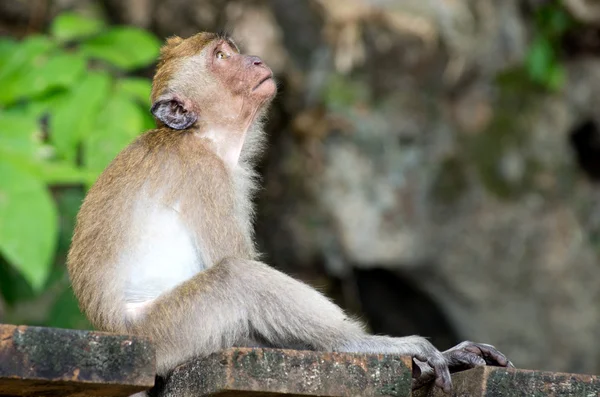 Macaco na árvore — Fotografia de Stock