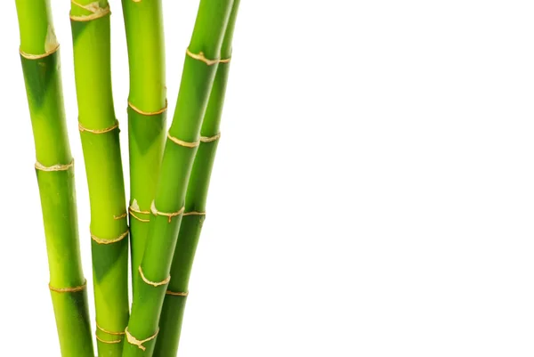 Bamboo branches — Stock Photo, Image