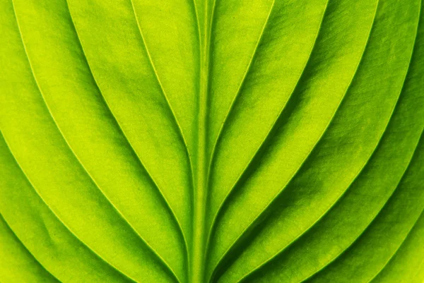 ใบสีเขียว — ภาพถ่ายสต็อก