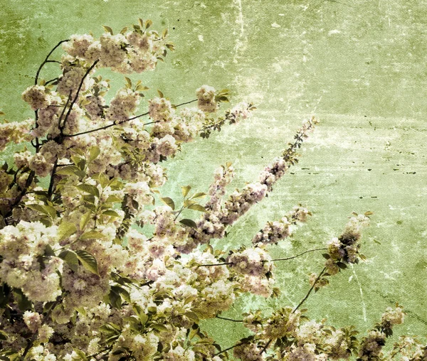 Grunge-Kirschblüten — Stockfoto