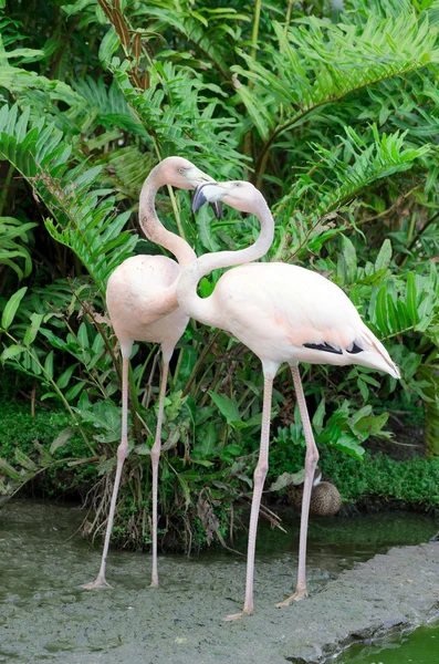 Two flamingos — Stock Photo, Image