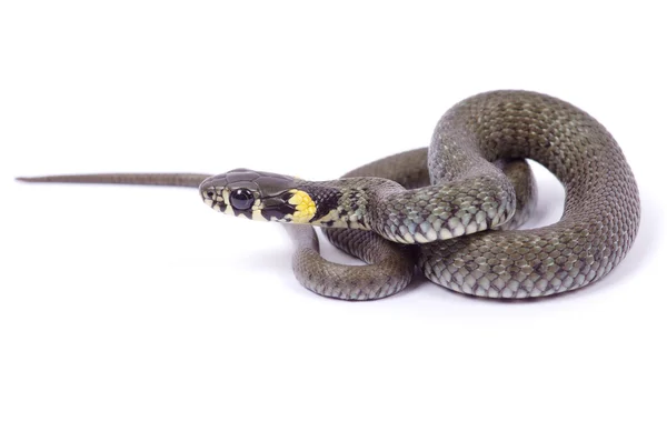 Grey snake — Stock Photo, Image