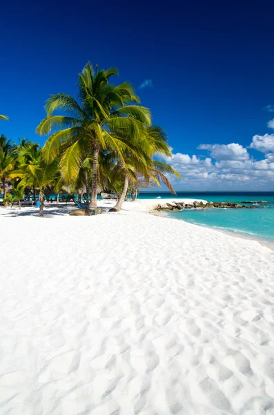 Beach and Palm — Stock Photo, Image