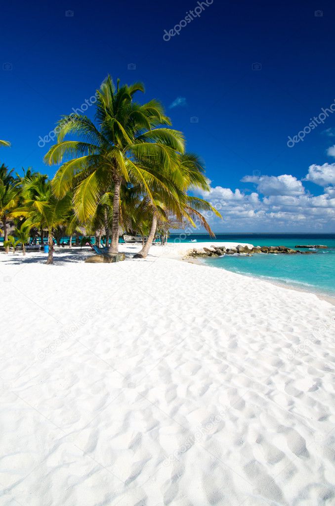  Beach and Palm 