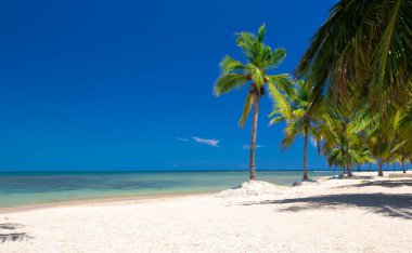 Güzel sahil ve tropikal deniz