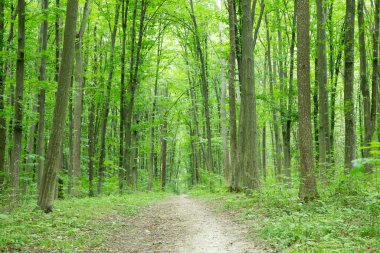 Yeşil orman ağaçları. doğa yeşil ahşap güneş ışığı arka planı