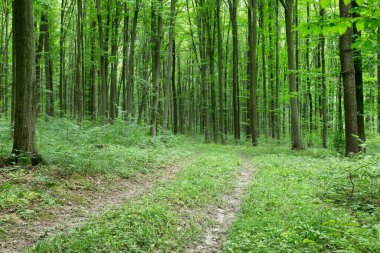 Yeşil orman ağaçları. doğa yeşil ahşap güneş ışığı arka planı
