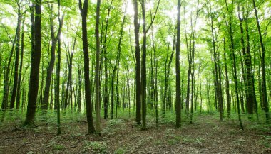 Yeşil orman ağaçları. doğa yeşil ahşap güneş ışığı arka planı