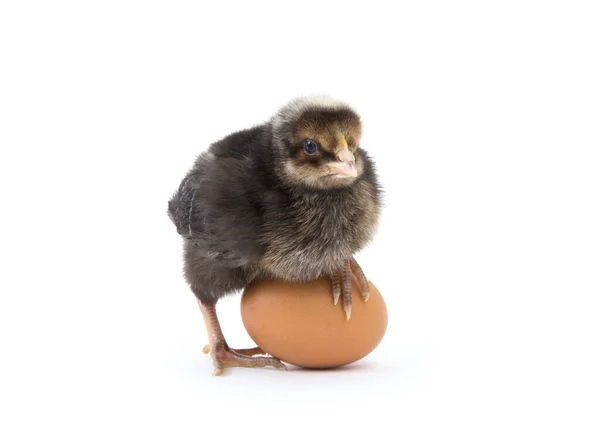 Pollito Aislado Blanco — Foto de Stock