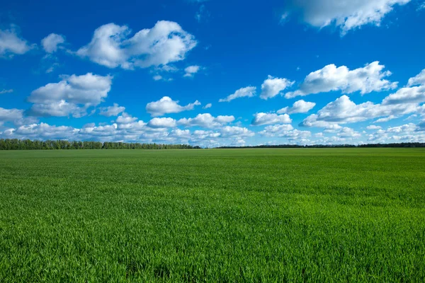 Grönt Gräsfält Med Skyn Himmel Och Vita Moln Äng Och — Stockfoto