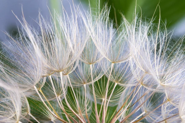 Semillas Diente León Fondo Verde — Foto de Stock