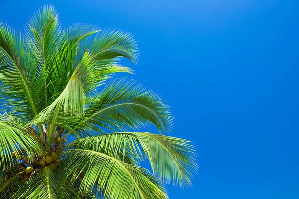 Des Palmiers Contre Ciel Bleu Palmiers Sur Côte Tropicale — Photo