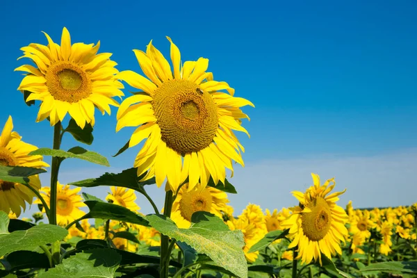 Sunflower Field Cloudy Blue Sky — Stock Photo, Image